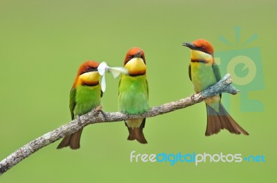 Bee Eater Bird Stock Photo