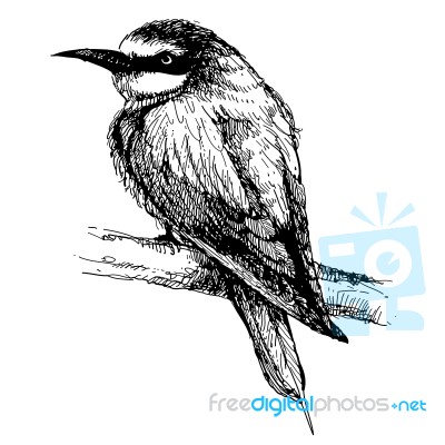 Bee-eater Bird Doodle Hand Drawn Stock Image