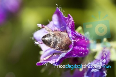 Bee Feeding Stock Photo