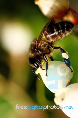 Bee Feeding Stock Photo