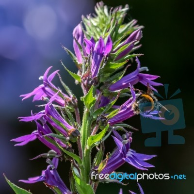 Bee Feeding On A Blue Lobelia Stock Photo