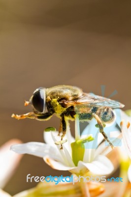 Bee Feeding On Flower Stock Photo