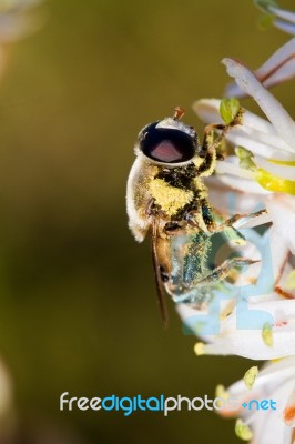 Bee Feeding On Flower Stock Photo