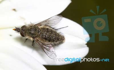 Bee Fly (bombylisoma Notatum) Insect Stock Photo