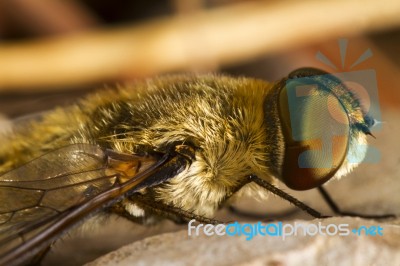 Bee Fly (villa Hottentotta) Stock Photo