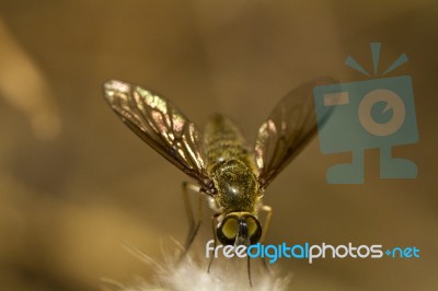 Bee Fly (villa Hottentotta) Stock Photo