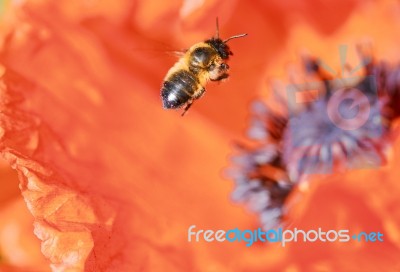 bee flying over flower Stock Photo