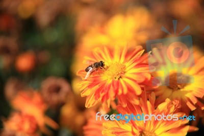 Bee Gathering Pollen On Yellow Flower On Meadow Stock Photo