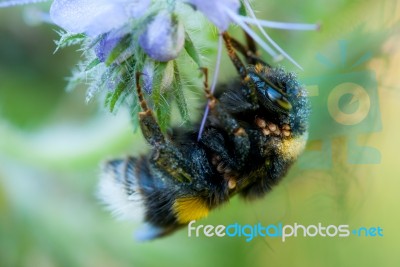 Bee Hanging In A Flower Stock Photo