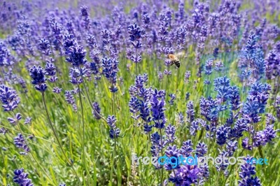 Bee In A Field Of Lavender Stock Photo