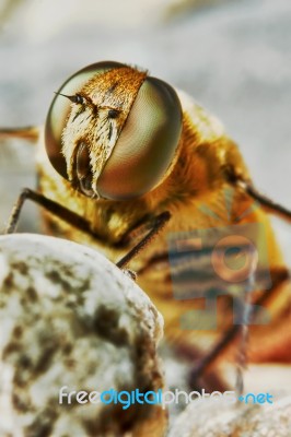 Bee In The Garden Closeup Stock Photo