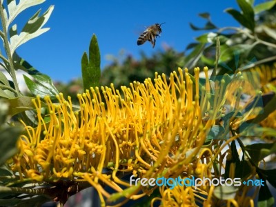 Bee Leaving An Unidentified Tree In Marbella Full Of Yellow Flow… Stock Photo