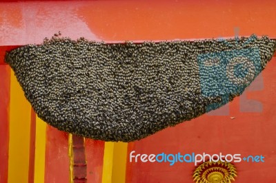 Bee Nest Stock Photo