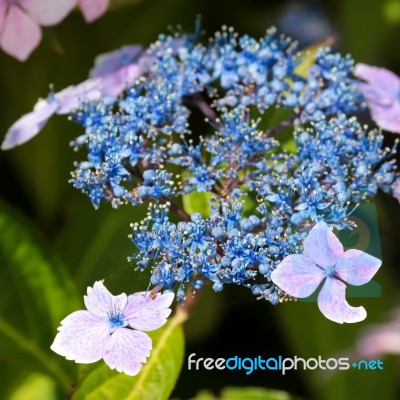 Bee On A Blue Lacecap Hydrangea Stock Photo