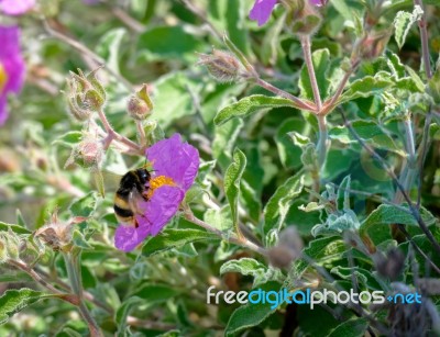 Bee On A Cretan Rock Rose (cistus Creticus L.) Stock Photo