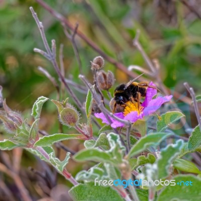 Bee On A Cretan Rock Rose (cistus Creticus L.) Stock Photo