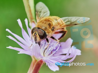 Bee On A Field Flower Stock Photo