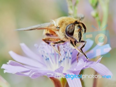 Bee On A Field Flower Stock Photo