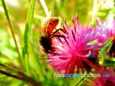 Bee On A Flower Stock Photo