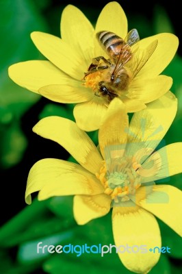 Bee On A Marsh Marigold Stock Photo