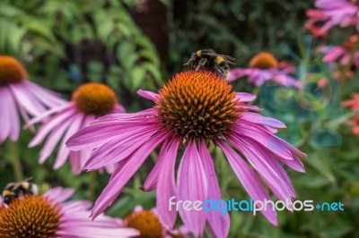 Bee On A Pink Echinacea Flower Stock Photo