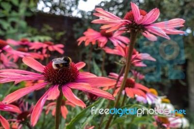 Bee On A Red Echinacea Flower Stock Photo