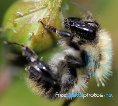 Bee On A Rosebud Stock Photo