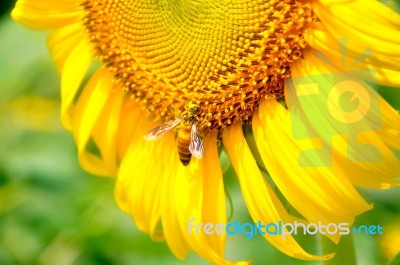 Bee On A Sunflower Stock Photo