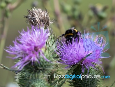 Bee On A Thistle Stock Photo