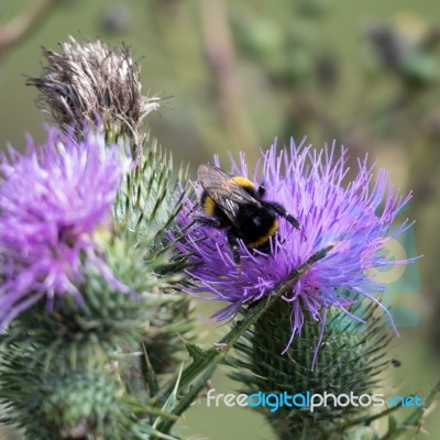 Bee On A Thistle Stock Photo