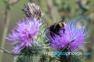 Bee On A Thistle Stock Photo