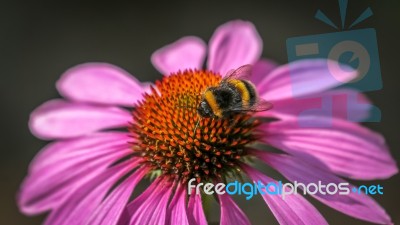 Bee On An Echinacea Stock Photo