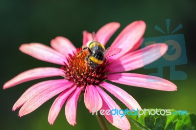 Bee On An Echinacea Stock Photo