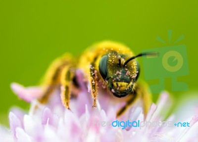 Bee On Flower Stock Photo