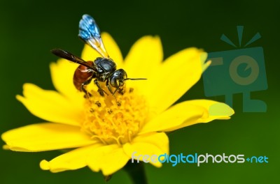 Bee On Flower Stock Photo