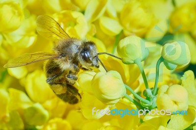 Bee On Flowering Shrubs Stock Photo