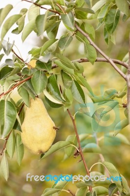 Bee On Pear In Orchard Stock Photo