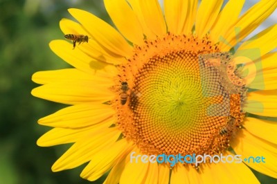 Bee On Sunflowers Stock Photo