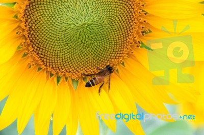 Bee On Sunflowers Stock Photo