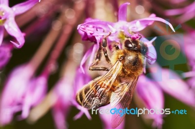 Bee On The Allium Flower Stock Photo