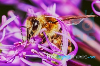 Bee On The Allium Flower Stock Photo