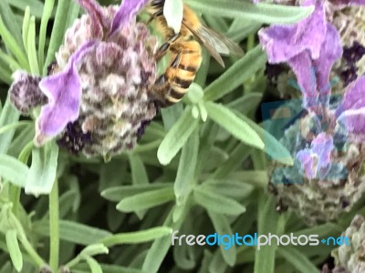 Bee On The Flowers Stock Photo