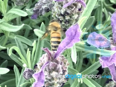 Bee On The Flowers Stock Photo