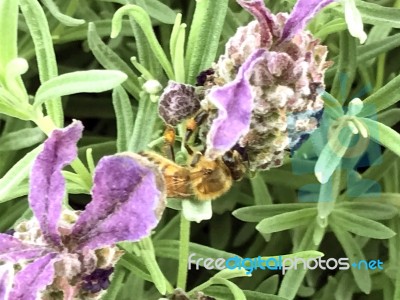 Bee On The Flowers Stock Photo