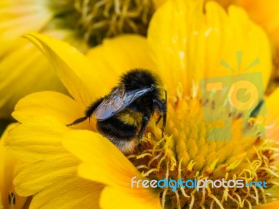 Bee On Yellow Daisy Flower Stock Photo