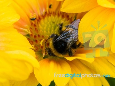 Bee On Yellow Daisy Flower Stock Photo