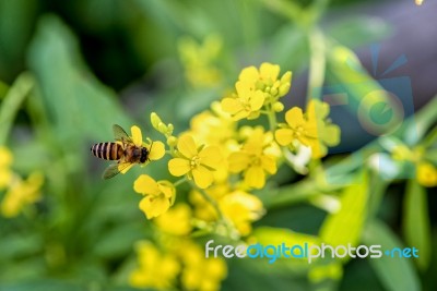 Bee On Yellow Flowers Stock Photo