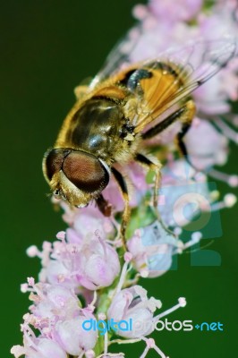 Bee Resting Stock Photo