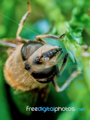 Bee Sitting On A Branch Of Juniper Stock Photo