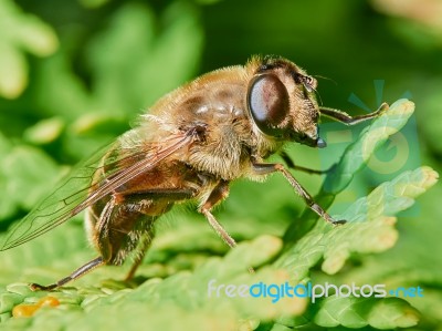 Bee Sitting On A Branch Of Juniper Stock Photo